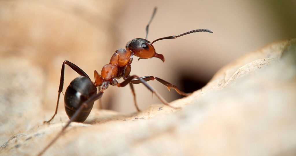 Ant Pest Control Service in Pune