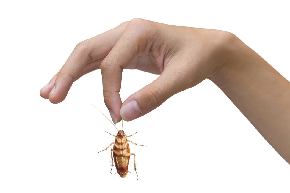 Cockroach Pest Control Service in Pune