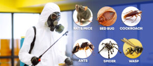 Pest Control Services in Pune by Mauli Pest Control