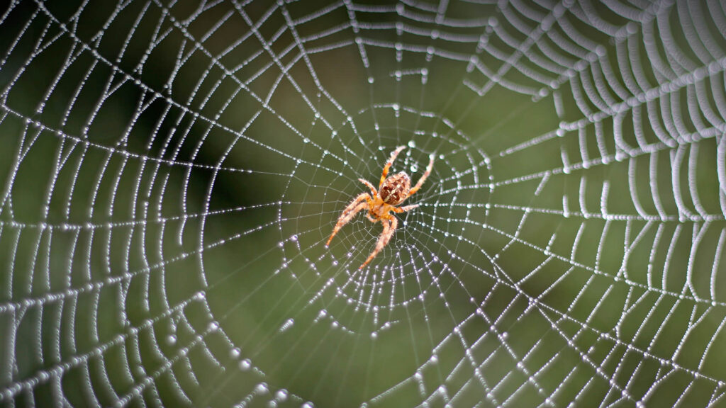 Spider Control Pune