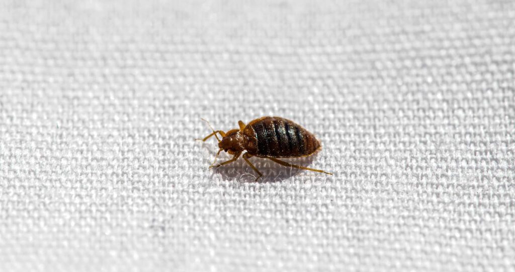 Bed Bug Pest Control Service in Pune and PCMC