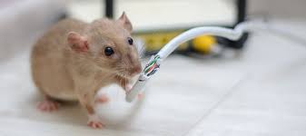 Rodent Control Services in Pune & PCMC