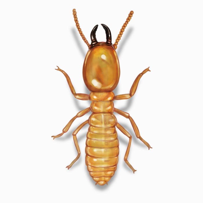 Termite Control Service in Pune